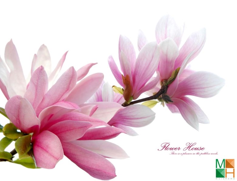 Tranh dán tường Hàn Quốc tại Hà Nội hoa mộc lan FW - 130